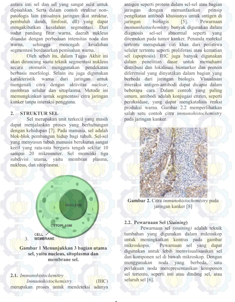 Gambar 1 Menunjukkan 3 bagian utama  sel, yaitu nucleus, sitoplasma dan 