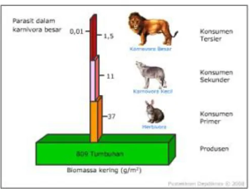 Gambar 10. 6. Piramida Biomassa 