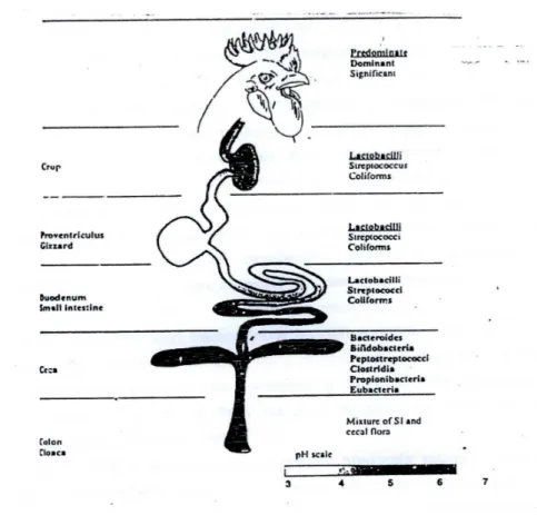 Gambar 2   Mikroflora pada saluran pencernaan unggas (Spring 1997).  