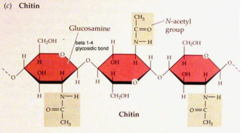 Gambar 2.1. Senyawa kitin yang terdiri dari N-Asetil-glukosamin dihubungkan oleh ikatan β,  1-4 glikosida 