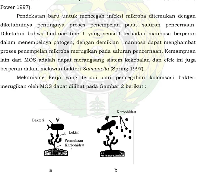 Gambar 2. Mekanisme kerja MOS mencegah kolonisasi bakteri merugikan  (CFNP Technical Advisory Panel (TAP) Review  2002)