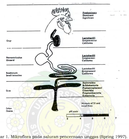 Gambar 1. Mikroflora pada saluran pencernaan unggas (Spring 1997).  
