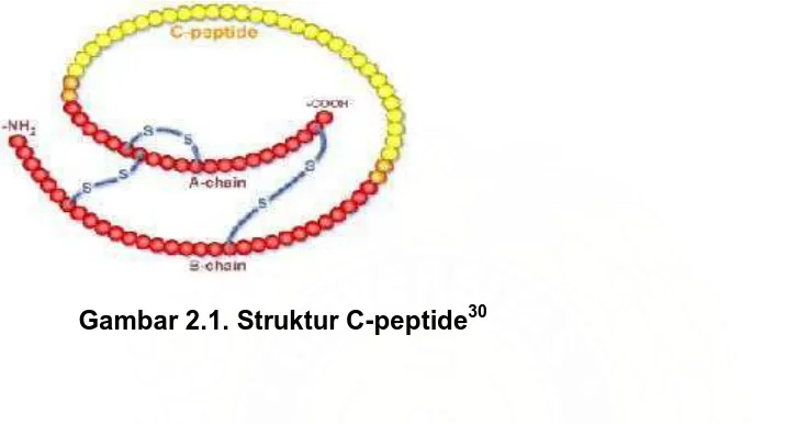 Gambar 2.1. Struktur C-peptide30 