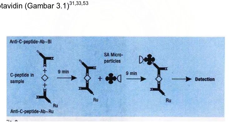  Gambar 3.1. Prinsip tes pemeriksaan C-peptide dengan metode ECLIA 