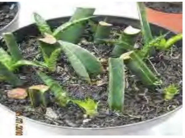 Gambar  7. Stek dari daun 