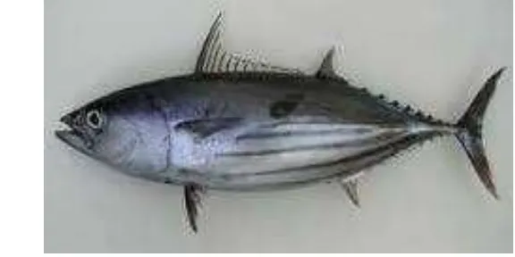 Gambar 1 Ikan Cakalang (Katsuwonus pelamis) 