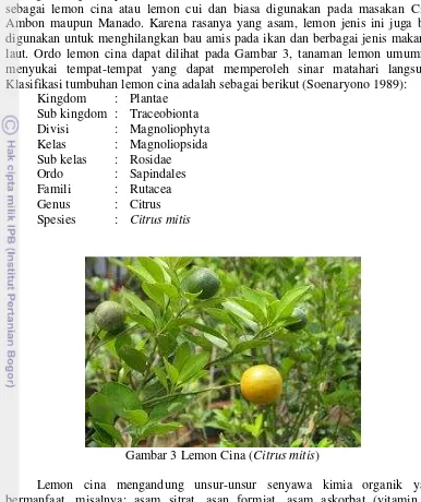 Gambar 3 Lemon Cina (Citrus mitis) 