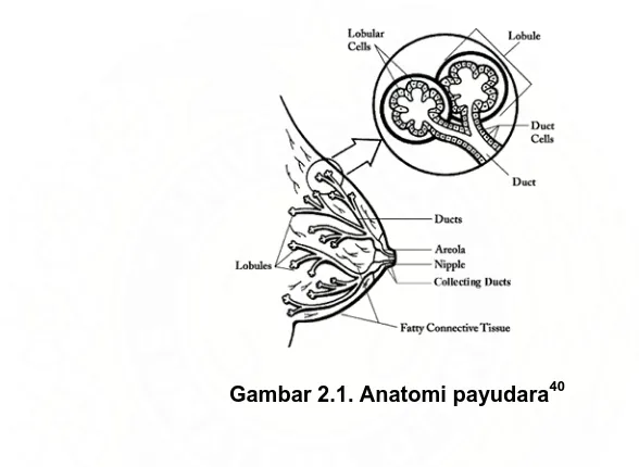 Gambar 2.1. Anatomi payudara40 