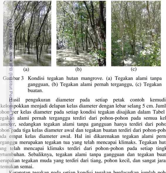 Gambar 3   Kondisi  tegakan  hutan  mangrove.  (a)  Tegakan  alami  tanpa  gangguan,  (b)  Tegakan  alami  pernah  terganggu,  (c)  Tegakan  buatan