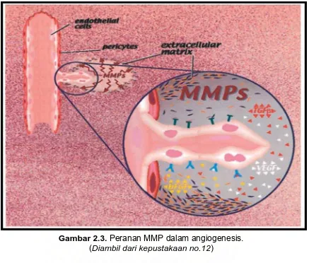 Gambar 2.3. Peranan MMP dalam angiogenesis. (Diambil dari kepustakaan no.12) 