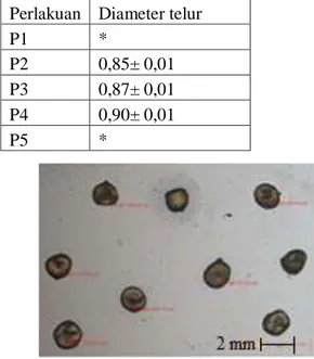 Gambar 3. Diameter telur ikan komet 