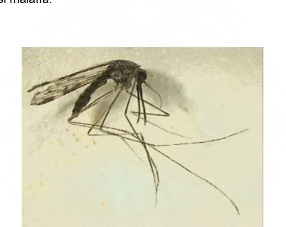 Gambar 2. Nyamuk betina genus Anopheles18 