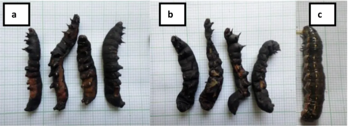 Gambar  1.  Gejala  larva  yang  mati  pada  hari  kedua  (a),  gejala  larva  yang  mati  pada  hari  ketiga (b), larva yang sehat (c)