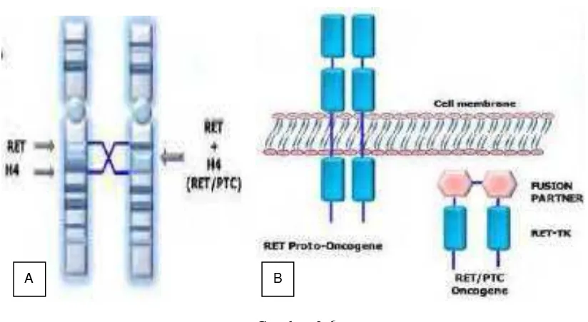 Gambar 2.6 Tata ulang gen RET/PTC. A.Skema tampilan mekanisme molekuler terbentuknya 