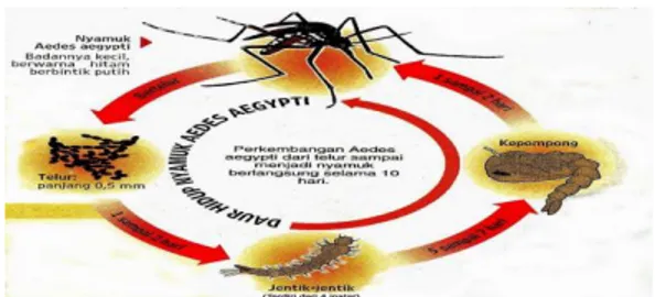 Gambar 2.1 Siklus Hidup Nyamuk Aedes aegypti 14 