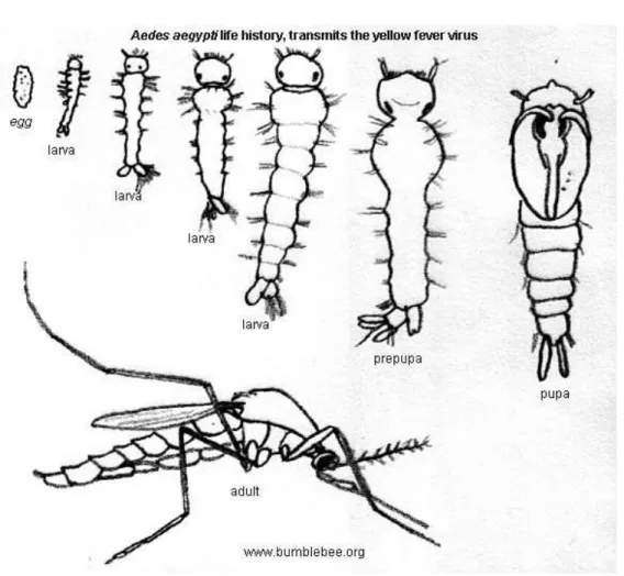 Gambar 3.3..Siklus Hidup Nyamuk Aedes Aegypti. 