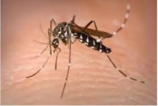 Gambar 5. Nyamuk Aedes sp 
