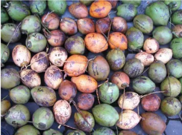 Gambar  1.    Keragaman  warna  buah  kelapa  Genjah  kopyor  asal Pati 