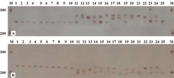 Figure 1.  Allele profiles of microsatellite markers generated using both (A) CNZ 51 and (B) CnCir 56 – primer for  Nias Yellow Dwarf (1-10) and Tenga Tall (11-25) coconuts