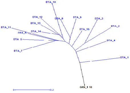Gambar 2.  Hasil  analisis  filogenetik  dengan  metode  Neighbour  Joining  menggunakan  perangkat  lunak  DARwin5 untuk 10 individu genjah kuning Nias (GKN) dan 15 individu Dalam Tenga (DTA)  berdasarkan keragaman alel pada 19 lokus marka mikrosatelit