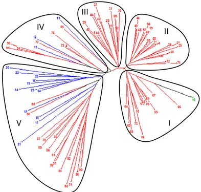 Gambar 3.  Pohon filogenetik berdasarkan metode Tree Construction-Neighbour Joining dari individu GKN,  DTA  dan  KHINA-1  menggunakan  19  marker  mikrosatelit