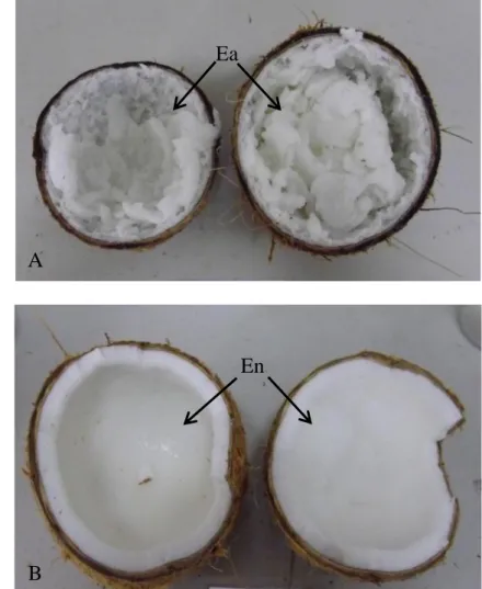 Gambar 2.1  Perbedaan fenotipik endosperma  antara (a) buah kelapa  kopyor dan  (b) buah kelapa normal