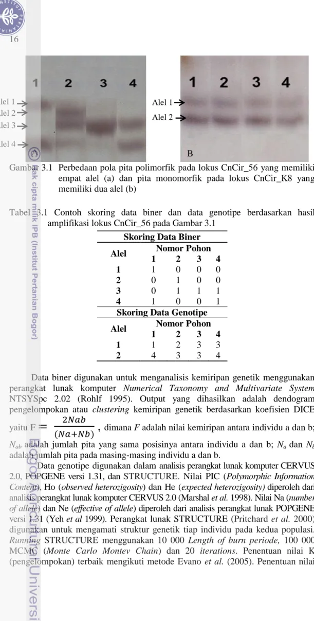 Gambar 3.1   Perbedaan pola pita polimorfik pada lokus CnCir_56 yang memiliki  empat  alel  (a)  dan  pita  monomorfik  pada  lokus  CnCir_K8  yang  memiliki dua alel (b) 