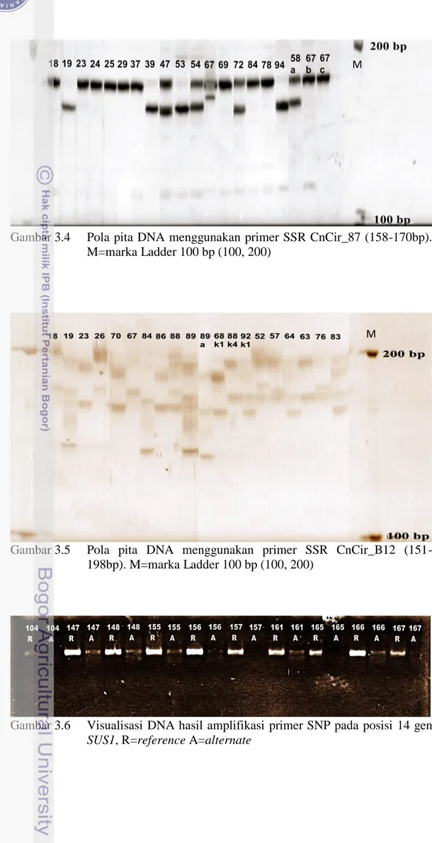 Gambar 3.4  Pola pita DNA menggunakan primer SSR CnCir_87 (158-170bp). 