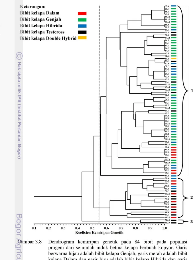 Gambar 3.8  Dendrogram  kemiripan  genetik  pada  84  bibit  pada  populasi  progeni  dari  sejumlah  induk  betina  kelapa  berbuah  kopyor