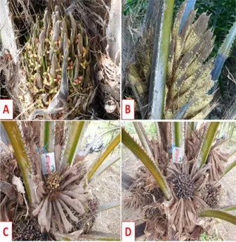 Gambar 1.  Bunga  kelapa  sawit  di  KP.  Sitiung,  tahun  2015.  A  =  Bunga  betina,  B  =  Bunga  jantan,   C  =     Bunga   Herma-prodit,  D  =  Buah/bunga   herma-prodit