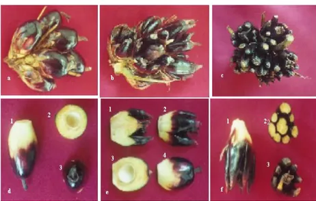 Gambar 1. Buah kelapa sawit dari tanaman klonal hasil kultur jaringan (a) buah normal; (b) buah mantel  ringan; (c) buah mantel berat; (d) buah normal dan penampang melintang (d2 &amp;3); (e) penampang  melintang dan membujur buah matel ringan (e1 &amp; 2)
