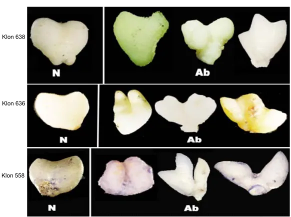 Gambar 2. Karakterisasi abnormalitas embrio somatik tahap hati scutellar, N (normal) dan Ab (abnormal)