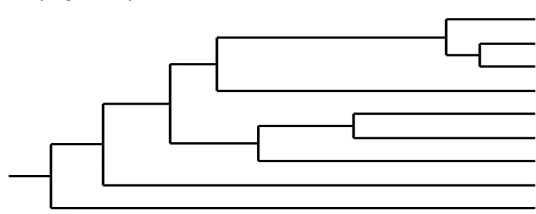 Tabel 4. Matriks jarak genetik 8 aksesi durian Kabupaten Tapanuli Tengah menggunakan 6 lokus  SSR 