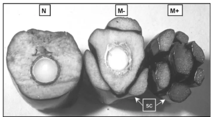 Gambar 2  Potongan  melintang  pada  buah kelapa sawit regeneran. N, buah  normal; M-, buah mantel ringan; M, buah  mantel  berat;  sc,  supernumerary carpel (Sumber: Jaligot et al
