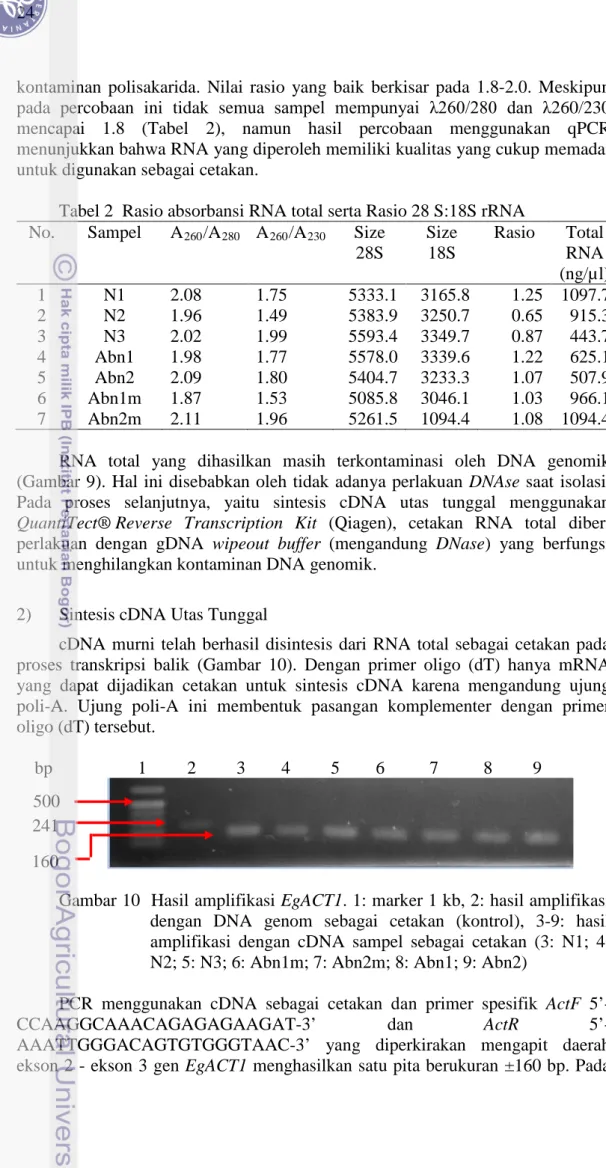 Tabel 2  Rasio absorbansi RNA total serta Rasio 28 S:18S rRNA  No.  Sampel  A 260 /A 280 A 260 /A Size 