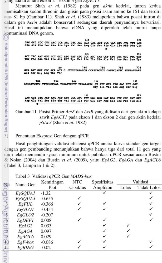 Gambar 11  Posisi Primer ActF dan ActR yang didisain dari gen aktin kelapa  sawit EgACT1 pada ekson 1 dan ekson 2 dari gen aktin kedelai  pSAc3 (Shah et al