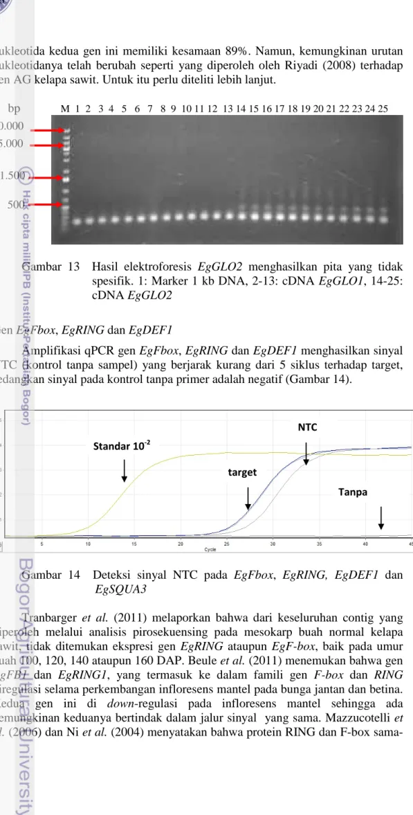 Gambar 13    Hasil elektroforesis EgGLO2  menghasilkan pita yang tidak  spesifik. 1: Marker 1 kb DNA, 2-13: cDNA EgGLO1, 14-25: 