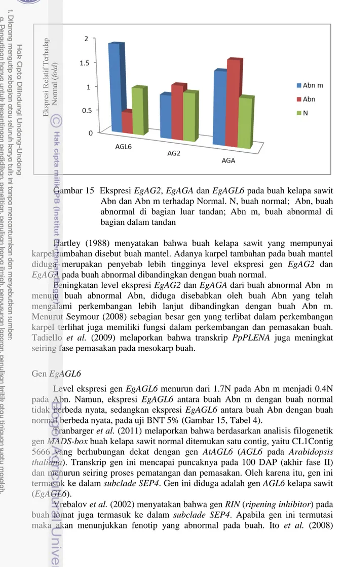Gambar 15  Ekspresi EgAG2, EgAGA dan EgAGL6 pada buah kelapa sawit  Abn dan Abn m terhadap Normal