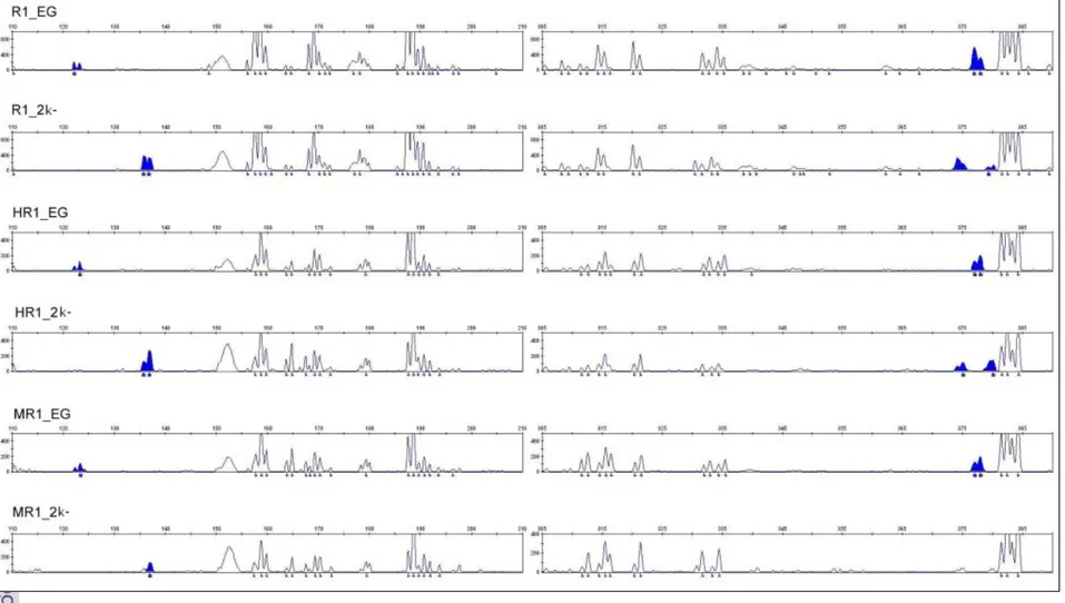 Gambar 12.Deteksi fluoresen teknik RAF dengan primer  primer AB-16 (5’-CCCGGATGGT-3’).yang dilabel denga FAM (6-canboxy- (6-canboxy-fluorecein) Tanaman Kelapa Sawit klon MK638
