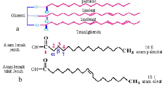 Gambar 3. Struktur kimia triasilgliserol dan asam lemak. (a)  Triasilgliserol,  (b) Asam lemak jenuh dan tak jenuh (Alberts et al
