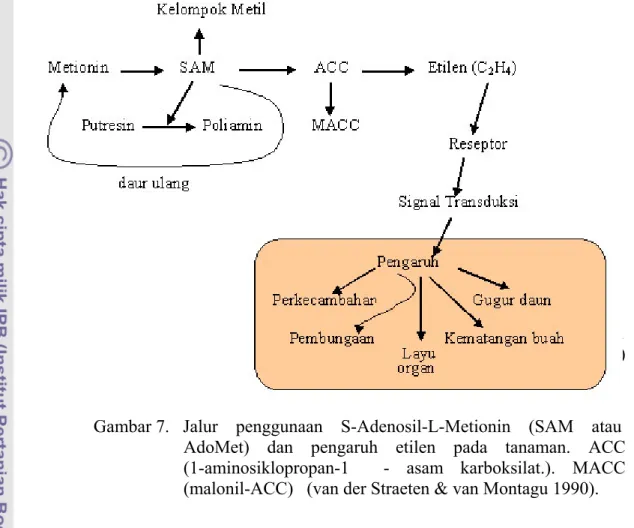 Gambar 7.   Jalur    penggunaan    S-Adenosil-L-Metionin    (SAM    atau                      AdoMet) dan pengaruh etilen