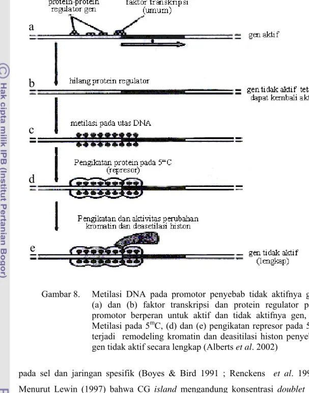 Gambar 8.   Metilasi DNA pada promotor penyebab tidak aktifnya gen.    