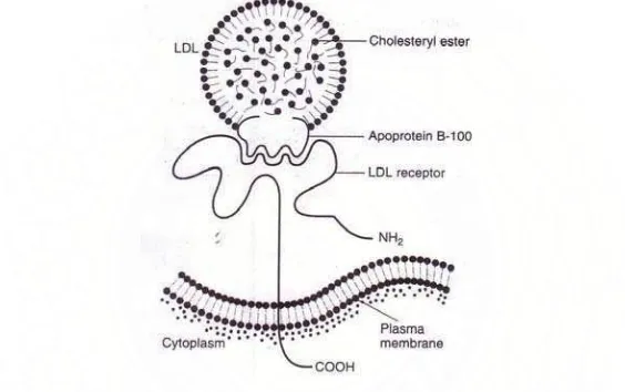 Gambar 4 :  Transport Lipid pada Manusia 