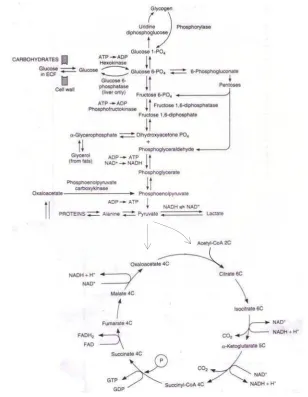 Gambar 6. Metabolisme karbohidrat dalam sel dan Siklus Kreb’s  27 