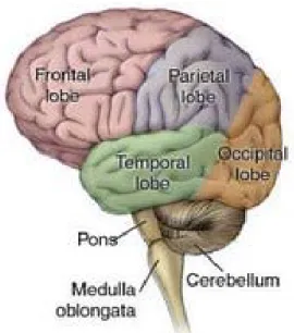 Gambar 2.2. Bagian Otak dan Fungsi Otak 