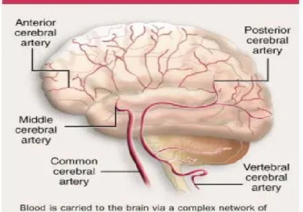 Gambar 2.3. Pembuluh Darah Arteri di Otak 