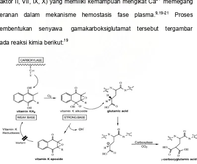 Gambar 2.1. Proses karboksilasi protein pembekuan yang   