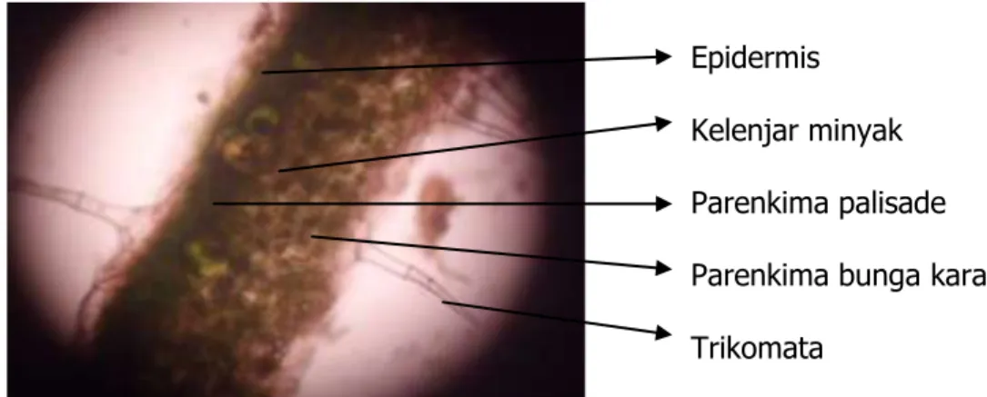 Gambar 2. Kelenjar minyak pada daun nilam  Figure 2. Oil glands in the leaves of patchouli