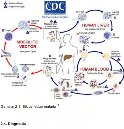 Gambar 2.1. Siklus hidup malaria12 