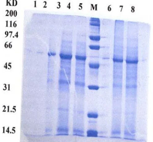 Gambar 1. Pola pita protein pegagan  asal  in vitro dan lapang  berdasarkan hasil  elektro-foresis menggunakan gel  poliakrilamid  (SDS-PAGE) 